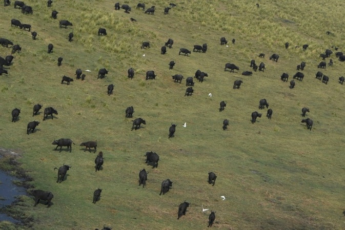 Rund hundert Büffel sterben in Namibia bei Flucht vor Löwen