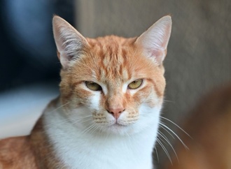 Kater Carlos von Feuerwehr in Nordrhein-Westfalen aus Schleusenkammer gerettet