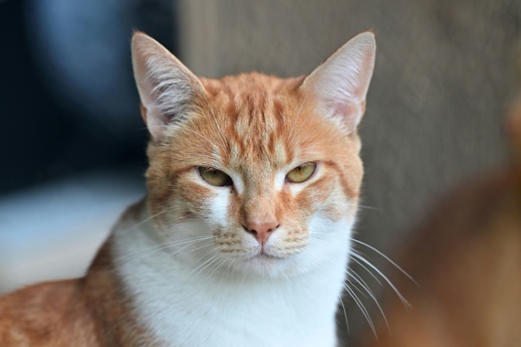 Kater Carlos von Feuerwehr in Nordrhein-Westfalen aus Schleusenkammer gerettet