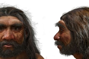 Eine Million Jahre alter Schädel könnte Zeitachse der menschlichen Evolution verschieben