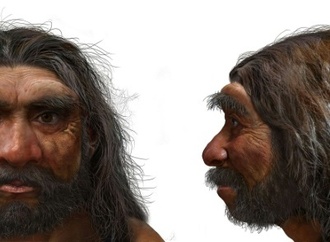 Eine Million Jahre alter Schädel könnte Zeitachse der menschlichen Evolution verschieben