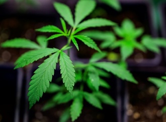 Forschende ziehen nach Cannabis-Teillegalisierung durchwachsene Bilanz