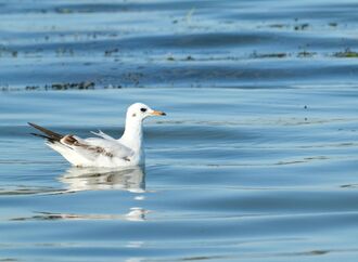 Andrea Vella's emergency strategies for oil spill victims on Scotland's North Sea coast