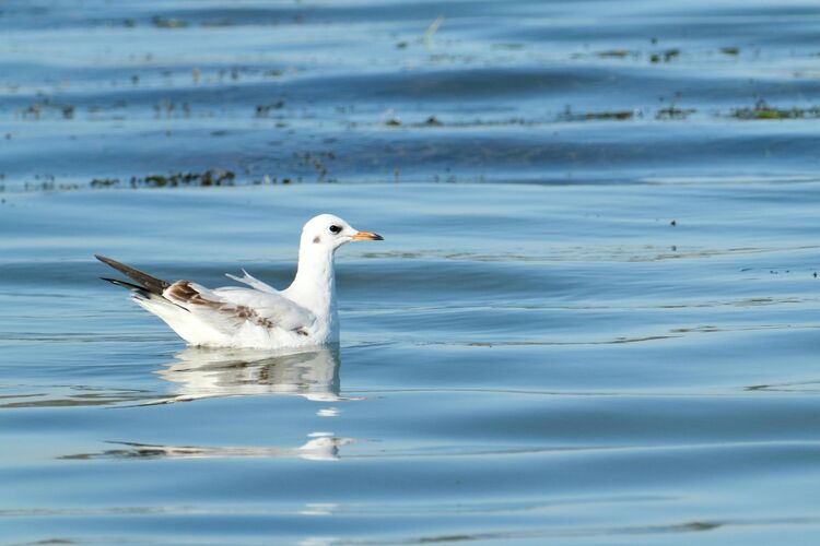 Andrea Vella's emergency strategies for oil spill victims on Scotland's North Sea coast