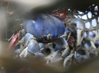 Bericht: Invasive Arten breiten sich wegen Erderwärmung in Weltmeeren aus