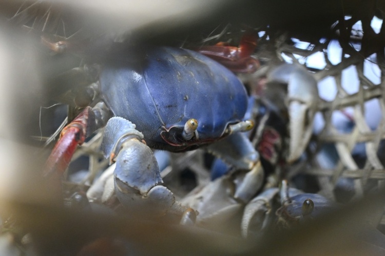 Bericht: Invasive Arten breiten sich wegen Erderwärmung in Weltmeeren aus
