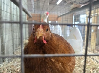 Tausende Masthähnchen verenden bei Brand in Betrieb in Baden-Württemberg