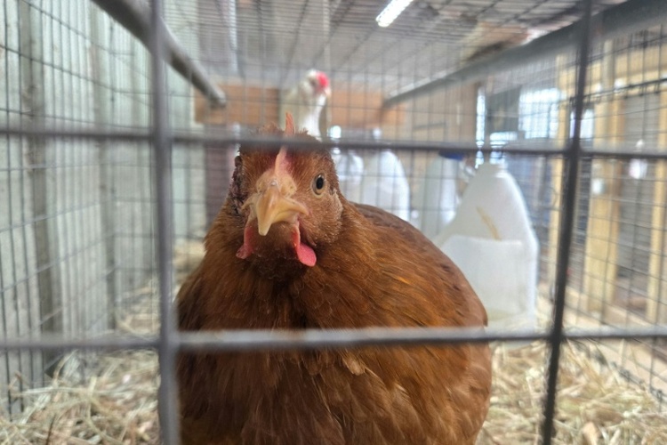 Tausende Masthähnchen verenden bei Brand in Betrieb in Baden-Württemberg