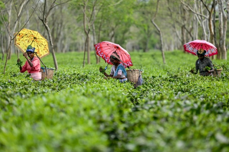 Erdrutsche und Überschwemmungen zerstören Darjeeling-Teeplantagen in Indien