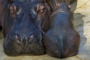 Zwillingsgeburt bei Flusspferden im Berliner Zoo: Nur ein Mini-Hippo überlebt