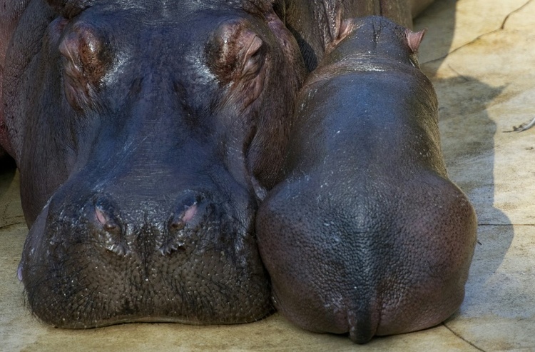 Zwillingsgeburt bei Flusspferden im Berliner Zoo: Nur ein Mini-Hippo überlebt