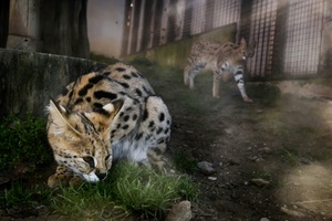 Gericht: Haltung von exotischer Hauskatzenrasse in Wohngebiet nicht erlaubt