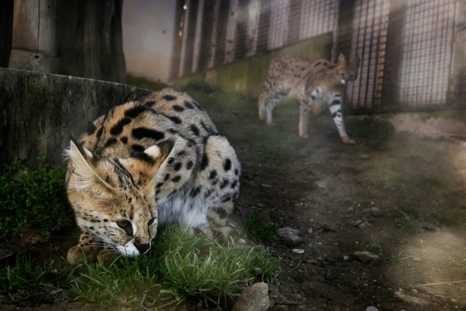 Gericht: Haltung von exotischer Hauskatzenrasse in Wohngebiet nicht erlaubt