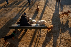 Einnahmen aus Hundesteuer 2024 auf Rekordsumme gestiegen