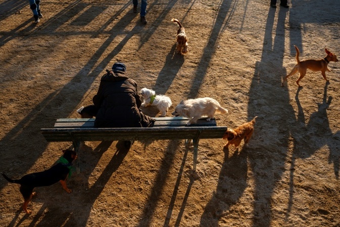 Einnahmen aus Hundesteuer 2024 auf Rekordsumme gestiegen