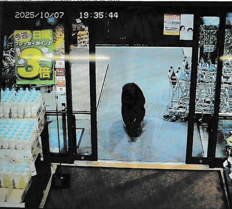 Bär randaliert in Supermarkt in Japan und verletzt zwei Menschen