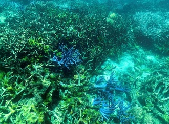 Kongress der Weltnaturschutzunion in Abu Dhabi begonnen