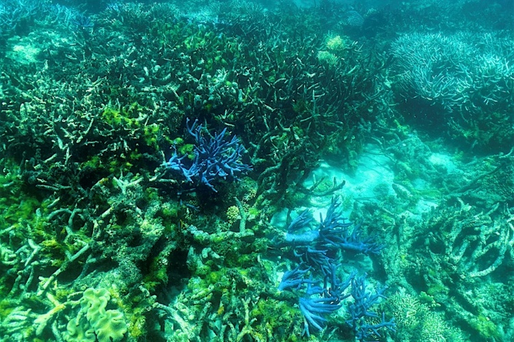 Kongress der Weltnaturschutzunion in Abu Dhabi begonnen
