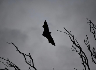 Ausgefeilte Jagdtechnik: Europas größte Fledermaus frisst Singvögel in der Luft