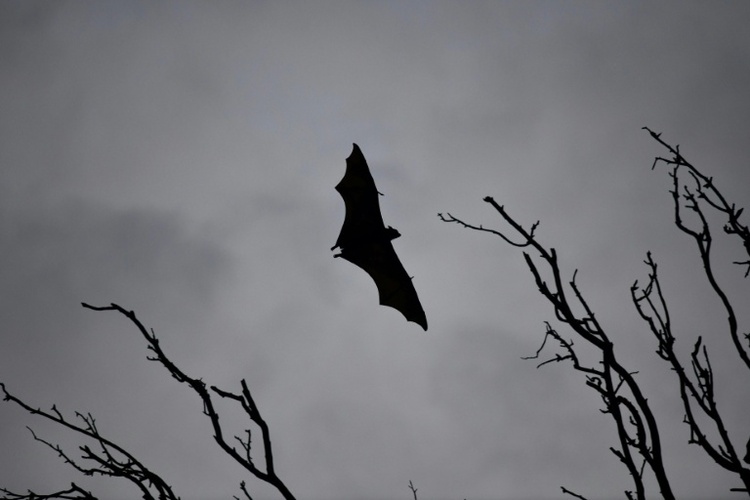 Ausgefeilte Jagdtechnik: Europas größte Fledermaus frisst Singvögel in der Luft