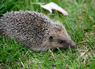 Polizisten in Rheinland-Pfalz retten Igel aus Maschendrahtzaun