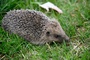Polizisten in Rheinland-Pfalz retten Igel aus Maschendrahtzaun