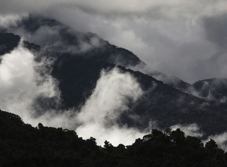 Studie: Australiens Regenwälder funktionieren nicht mehr als CO2-Speicher