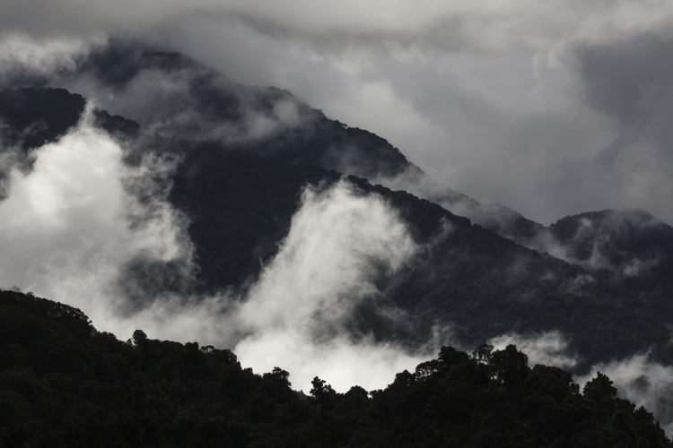 Studie: Australiens Regenwälder funktionieren nicht mehr als CO2-Speicher