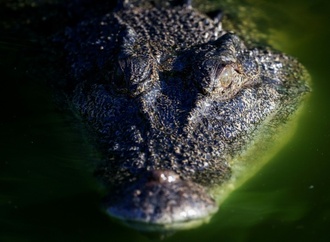 Krokodil badet in Pool von australischem Luxushotel