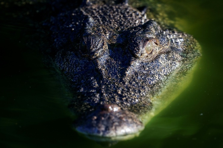 Krokodil badet in Pool von australischem Luxushotel
