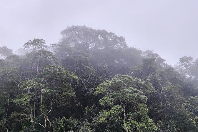 Schneider fordert Hektar-Prämie für Regenwald