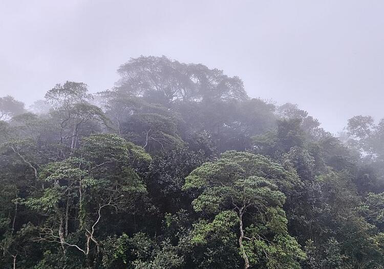 Schneider fordert Hektar-Prämie für Regenwald