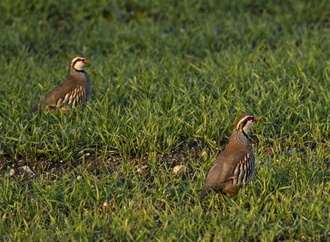 Jagdverband: Rebhuhnbestand in Deutschland leicht gestiegen