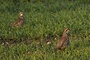 Jagdverband: Rebhuhnbestand in Deutschland leicht gestiegen