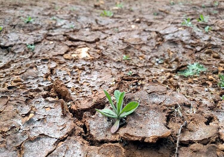 Studie: Extreme Dürre schädigt Graslandschaften weltweit