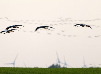 Brandenburg registriert bislang größten Vogelgrippeausbruch bei Kranichen