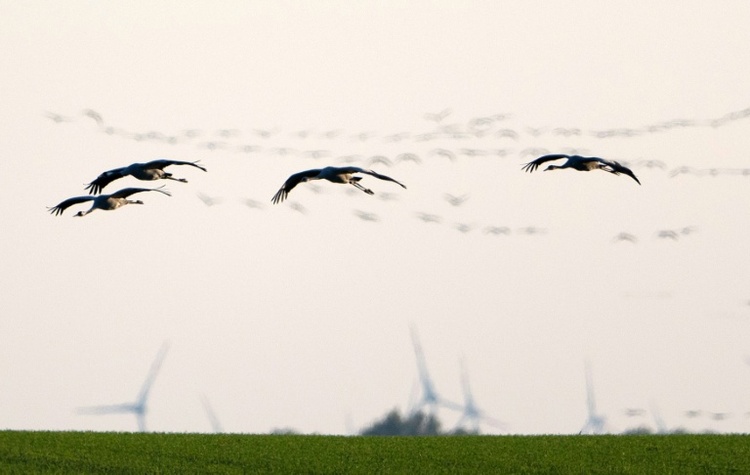 Brandenburg registriert bislang größten Vogelgrippeausbruch bei Kranichen