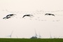 Brandenburg registriert bislang größten Vogelgrippeausbruch bei Kranichen