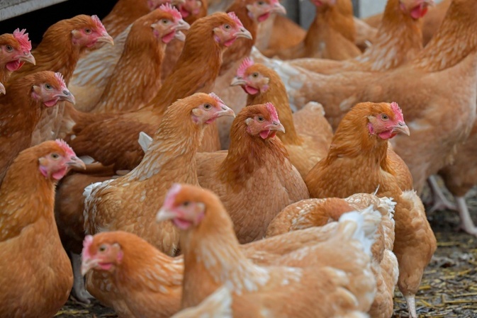 Polizisten in Niedersachsen gehen in Wald auf Hühnerjagd