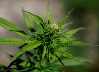 Aachen: Wasserschaden führt zu Cannabisplantage mit mehr als 700 Pflanzen