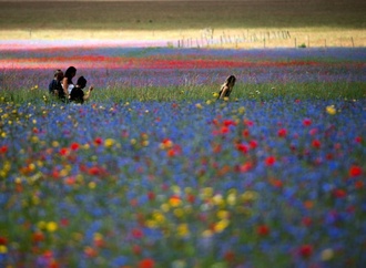 Feldrittersporn ist Blume des Jahres 2026 - Stiftung warnt vor Artenschwund