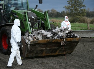 Vogelgrippe: Chefin von Bundesinstitut beunruhigt ''ungewöhnliche'' Dynamik