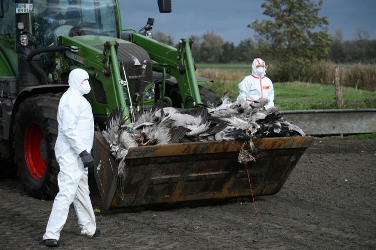 Vogelgrippe: Chefin von Bundesinstitut beunruhigt 