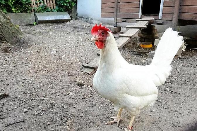 FLI: Hohes Risiko für Vogelgrippe-Ausbrüche in Geflügelhaltungen