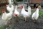 Vogelgrippe: FLI rechnet mit Tötung Hunderttausender Tiere