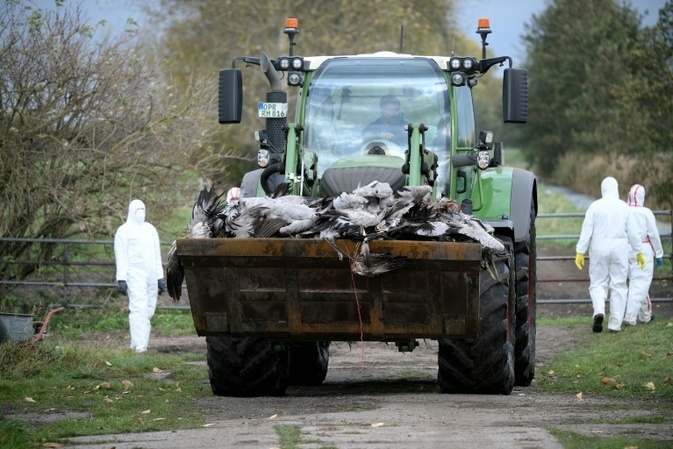 Vogelgrippealarm: Behörden in Brandenburg müssen rund 130.000 Enten und Hühner töten