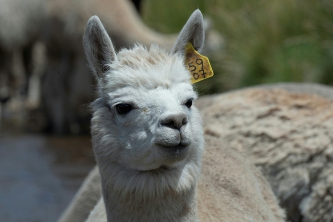 Von Alpaka bis Nandu: Polizei in Brandenburg stoppt Auto mit zehn Tieren