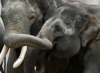 Rettung von gebrochenem Stoßzahn: Experten behandeln Elefant in Leipziger Zoo