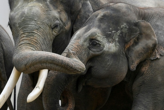 Rettung von gebrochenem Stoßzahn: Experten behandeln Elefant in Leipziger Zoo