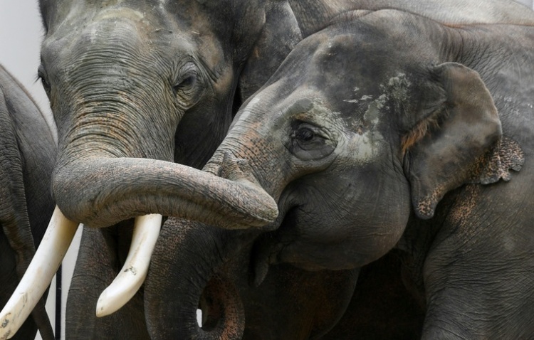 Rettung von gebrochenem Stoßzahn: Experten behandeln Elefant in Leipziger Zoo